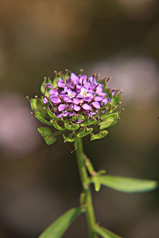 百花视频,精彩纷呈，尽享视听盛宴